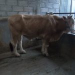 Kandang Karantina untuk Sapi Baru