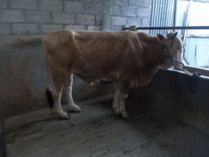 bakalan untuk penggemukan sapi