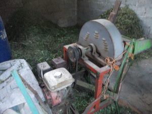 Pencacahan Rumput Pencacahan rumput dengan mesin . Dengan mesin berbahan bakar bensin 2 liter mampu membuat cacahan rumput bagi 20 ekor sapi untuk persediaan 5 hari. Sedangkan seekor sapi diberi makan perhari 30 kg rumput. Sehingga 2 liter bensin cukup untuk membuat cacahan pakan rumput sebanyak 3 ton. 