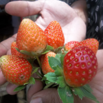 Sekilas asal Usul dan & Manfaat Strawberry (Stroberry-Fragaria chiloensis/Vesca L)
