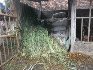 Gudang Pakan Sapi yang steril dan baik adalah seperti diatas