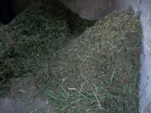 Pakan Sapi Yang sudah Dicacah, siap untuk difermentasi dan di masukkan ke dalam ruang penyimpanan