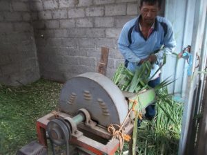Mencacah Rumput dengan mesin merupakan cara yang efisien dan hemat waktu,