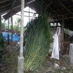 Memilih dan Cara Pemberian Pakan Untuk Sapi