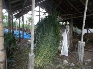 Rumput Gajah yang Baru dipotong, disimpan dalam ruang/Gudang penyimpanan rumput. Keadaan ruang atau gudang Penyimpanan, harus sesuai seperti suhu, kelembapan dan keadaan yang steril dan bersih