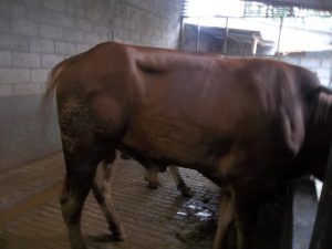 Tubuh Sapi yang Besar dan Gemuk dan sehat (berisi Banyak Daging) sangat menguntungkan bagi peternak, karena akan menambah harga jual tinggi