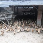 Sekilas Tentang Itik dan Cara Budidayanya