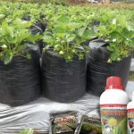Budidaya Strowbery – Bag II – Cara Perbanyakan Bibit