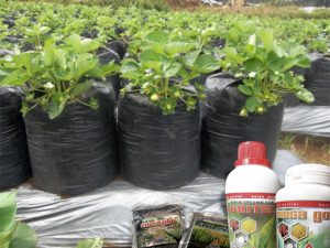 mosa gold untuk budidaya strowbery