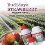 Modul Budidaya Strowbery (Fragaria vesca L)