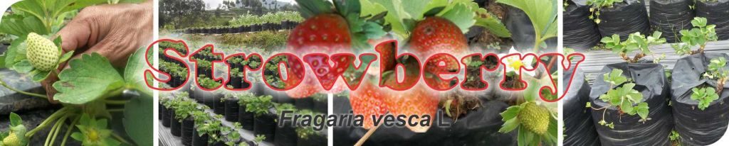 Budidaya Strowbery