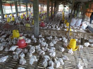 ayam Potong Broiler yang telah siap panen, sebelumnya dispesifikasikan sesuai dengan berat/ukuran masing2 ayam