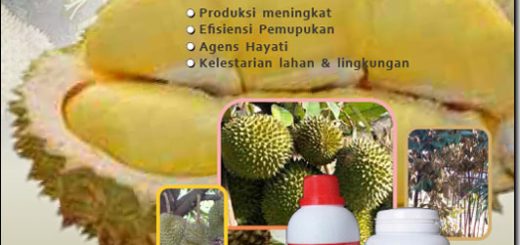 cover modul budidaya durian dengan teknologi mmc - edisi II juli 2018