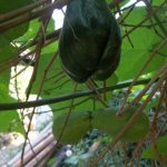 Mengenal Labu Siam/Jipang (Sechium edule)