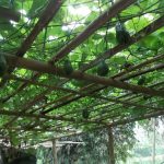 Cara Menanam Labu Siam Dengan Atau Tanpa Para-Para