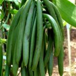 Budidaya Vanili (Vanilla Planifolia) dengan Teknologi MMC – Part I