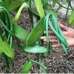 Pengenalan Tanaman Vanilli