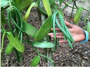 Pengenalan Tanaman Vanilli