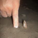 Budidaya Belut, Bagian III -Habitat, Tingkah Laku dan Sifat Perkembangbiakan Belut