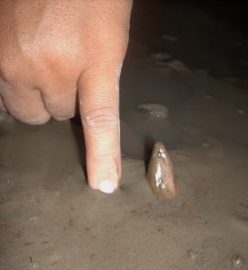 Budidaya Belut, Bagian III -Habitat, Tingkah Laku dan Sifat Perkembangbiakan Belut