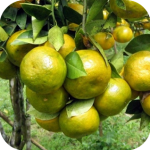 Budidaya  Jeruk Keprok (citrus reticulata) dan Jeruk Siam