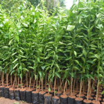 Budidaya Jeruk, Bagian II – Cara & Syarat Tanam Yang Baik