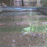 Budidaya Belut, Bagian II – Biologi dan Klasifikasi Jenis Belut