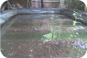 Budidaya Belut, Bagian II - Biologi dan Klasifikasi Jenis Belut