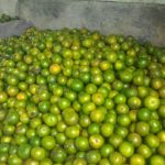 Budidaya Jeruk Bagian IV- Persiapan Lahan & Perawatan