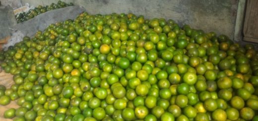 Panen jeruk keprok garut