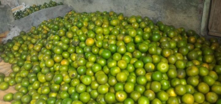 Panen jeruk keprok garut