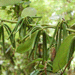 Persyaratan Mutlak Agar Vanili Tumbuh Dengan Baik (Pemilihan Bibit & Persiapan Lahan)