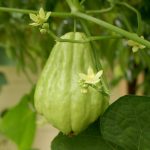 Labu siam (Sechium edule)