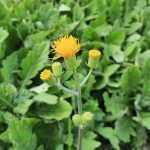 Daun dewa (Gynura divaricata)