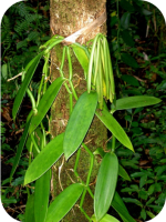 Cara Meletakkan Tanaman Vanili Ke Tanaman Induk