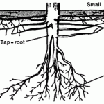 Ganoderma pada Kakao