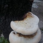 Busuk Akar Merah / Penyakit Akar Merah