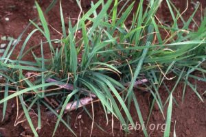 Kemungkinan gejala awal sundep yang disebabakan serangan lalat bibit