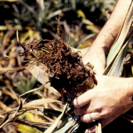 Busuk Hati dan Busuk akar pada Nanas oleh Phytophthora sp.