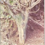 Tanaman teh yang terserang kanker belah / Armellaria fuscipes - sumbe r: vegetableipmasia.org