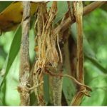 Fusarium pada Tanaman Vanili