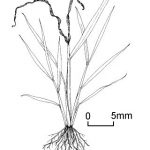 Gejala Serangan Sundep Akibat Lalat Bibit Pada Padi