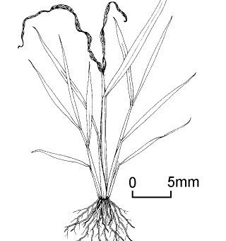 gambar gejala serangan penggerek dari larva lalat bibit - larva yang melubangi sampai dasar tanaman padi muda akan menyebabkan gejala sundep copy