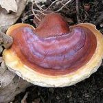 Penyakit Ganoderma Pada Tanaman Karet