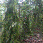 Penyulaman, Penyiangan, & Pengaturan Sulur/Perambatan Tanaman Vanili Yang Baik