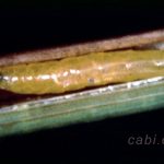 Gejala Serangan Penggerek Set Sundep Pada Padi