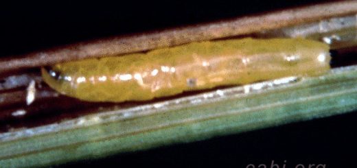 Larva Lalat bibit / lalat semai dewasa therigona oryzae Atherigona exigua