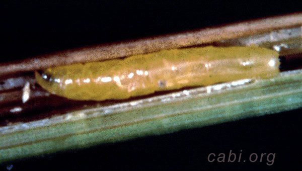 Larva Lalat bibit / lalat semai dewasa therigona oryzae Atherigona exigua