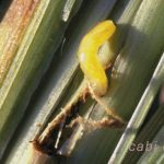 Larva Lalat bibit / lalat semai dewasa therigona oryzae Atherigona exigua