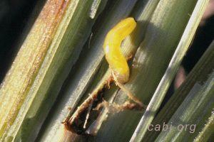 Larva Lalat bibit / lalat semai dewasa therigona oryzae Atherigona exigua